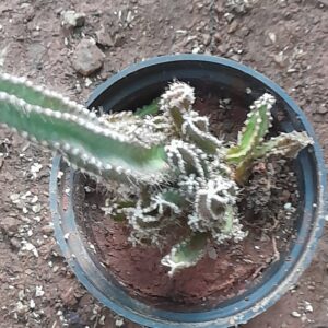 Fairy Castle Cactus with branching upright towers