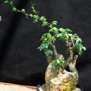 Adenia glauca caudex plant with blue-green foliage