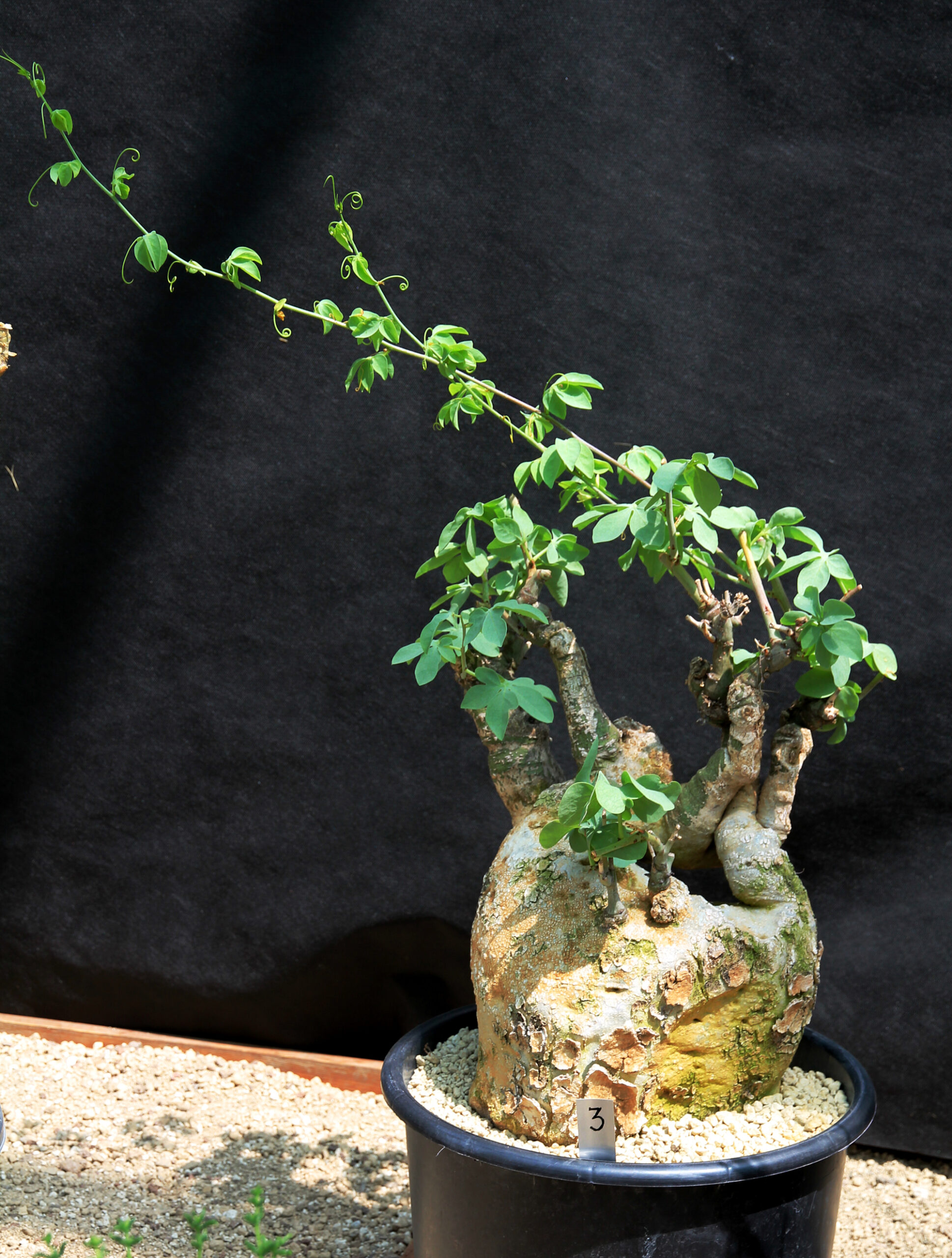 Adenia glauca caudex plant with blue-green foliage