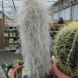 Old Man Cactus with white hairy spines