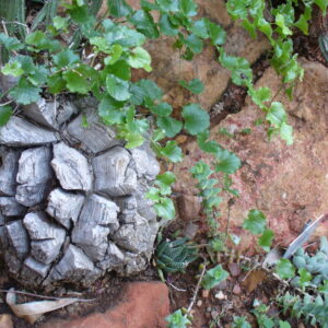 Dioscorea elephantipes with tortoise-shell caudex texture