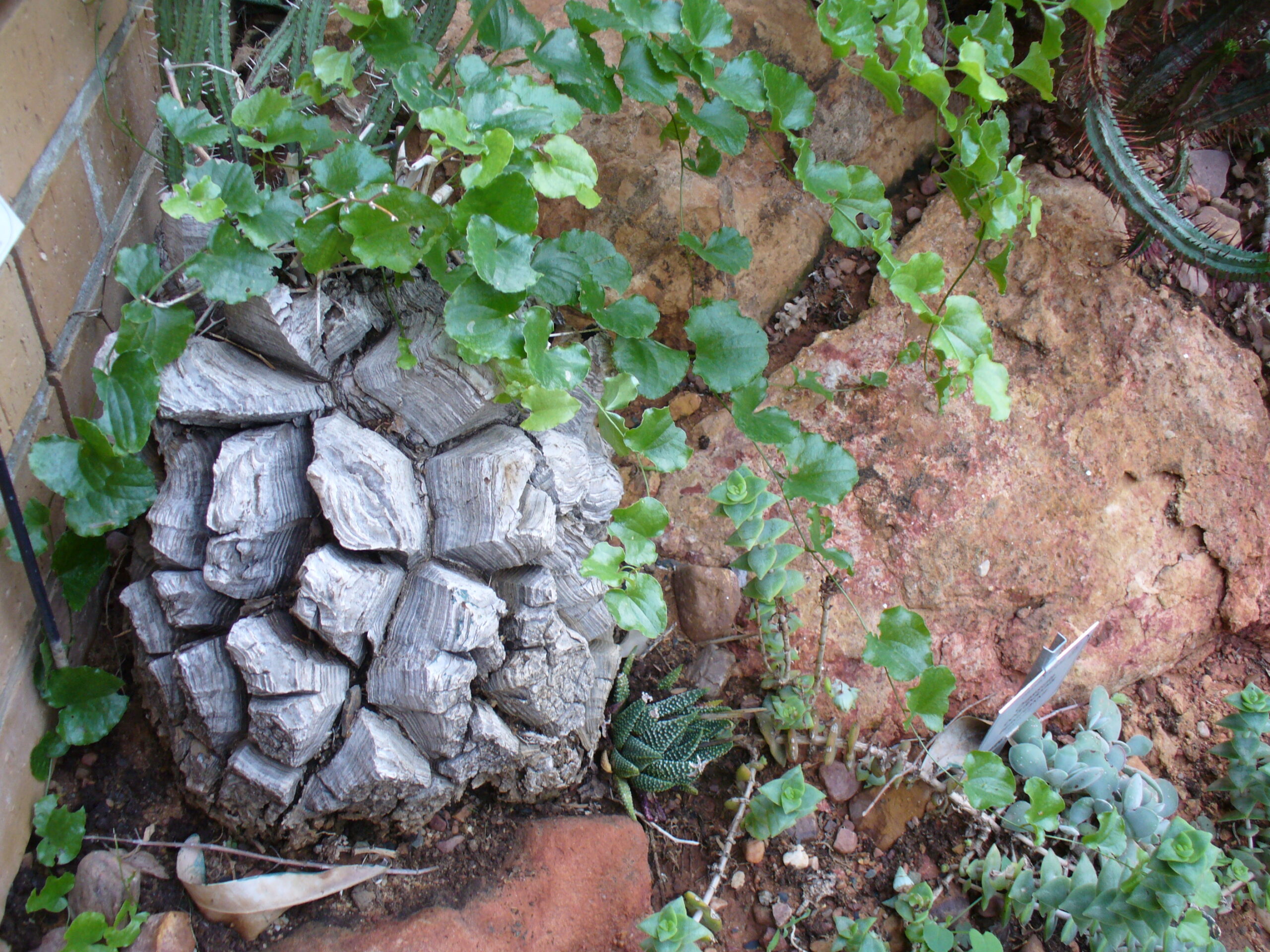 Dioscorea elephantipes with tortoise-shell caudex texture