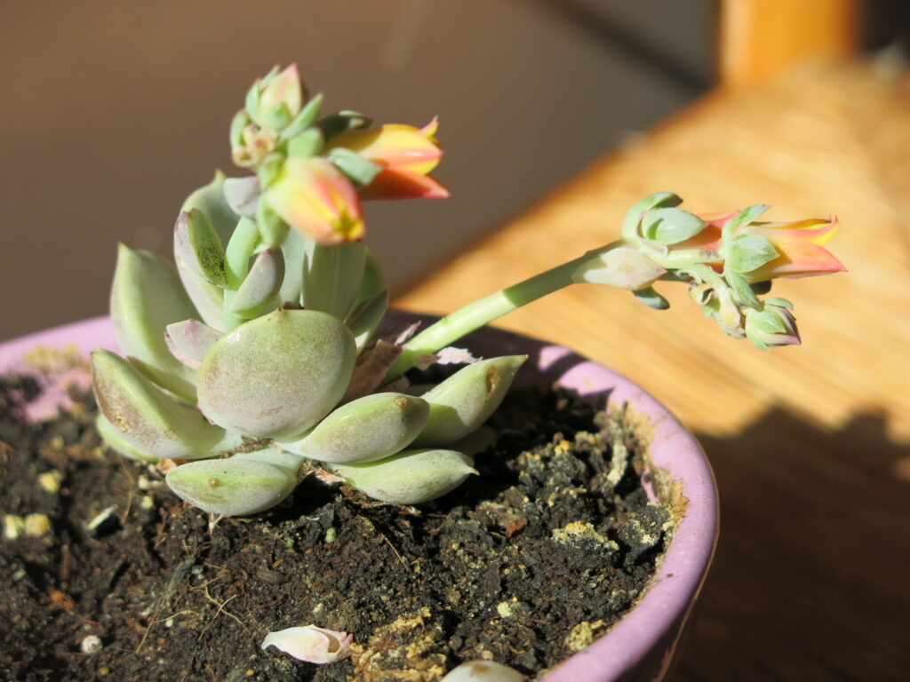 Echeveria Lola rosette succulent with pastel tones