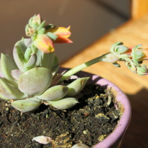 Echeveria Lola rosette succulent with pastel tones