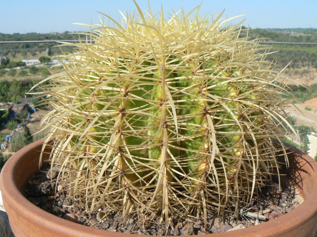 Golden Barrel Cactus with dense golden spines