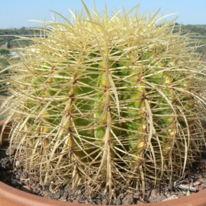 Golden Barrel Cactus with dense golden spines