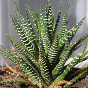 Haworthia attenuata Zebra with white striped leaves