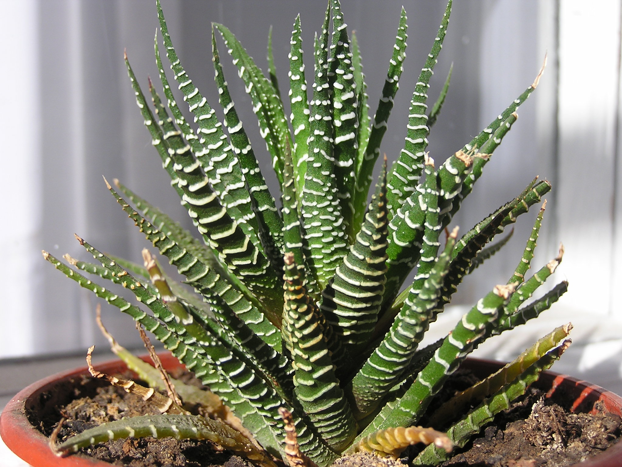 Haworthia attenuata Zebra with white striped leaves
