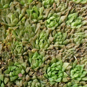 Haworthia cooperi rosette with translucent leaf tips