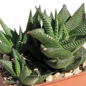 Haworthia limifolia with ridged rosette leaves