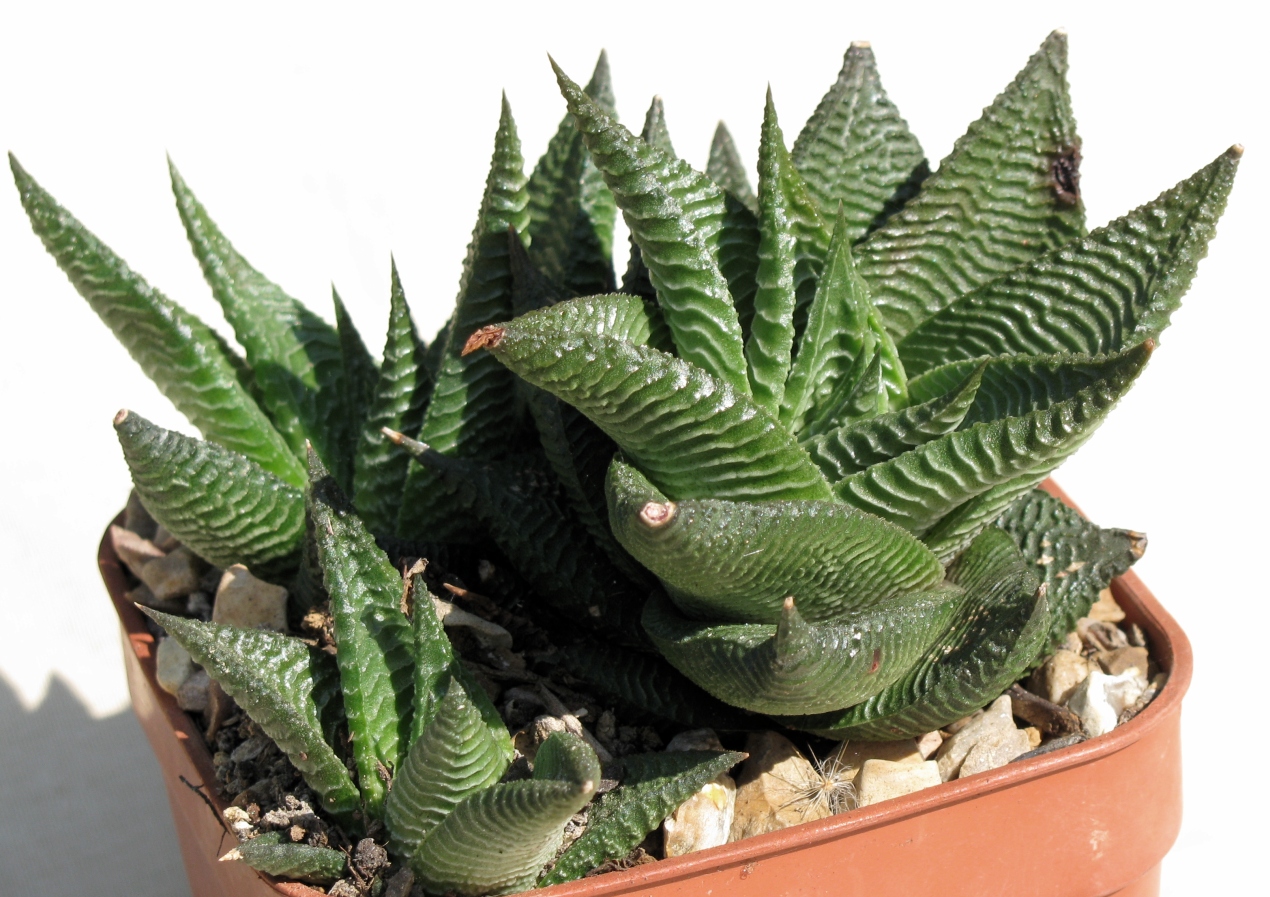 Haworthia limifolia with ridged rosette leaves