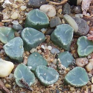 Haworthia truncata fan-shaped succulent with leaf windows
