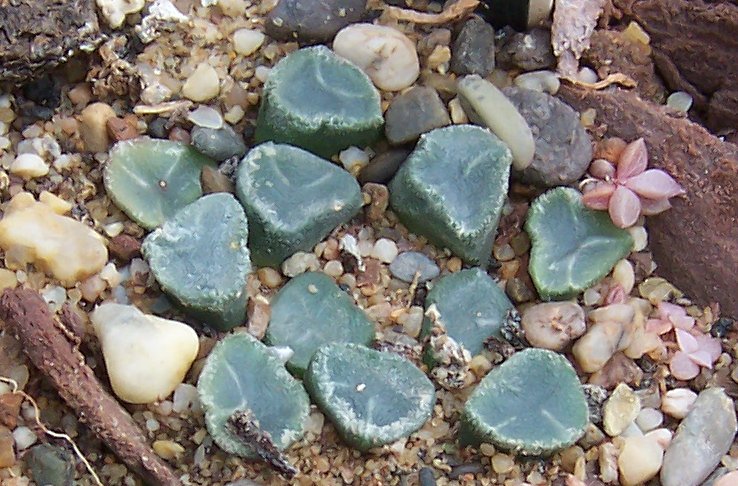 Haworthia truncata fan-shaped succulent with leaf windows