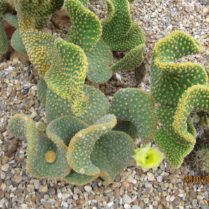Bunny Ear Opuntia cactus with rounded pad growth