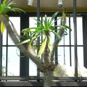 Pachypodium geayi with spined trunk and silver leaves