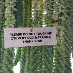 Sedum Burrito trailing succulent with plump cascading leaves