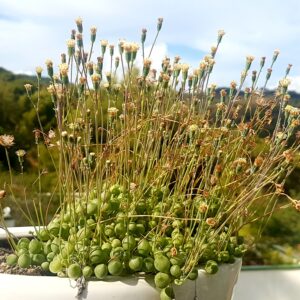 String of Pearls trailing succulent with bead-like leaves