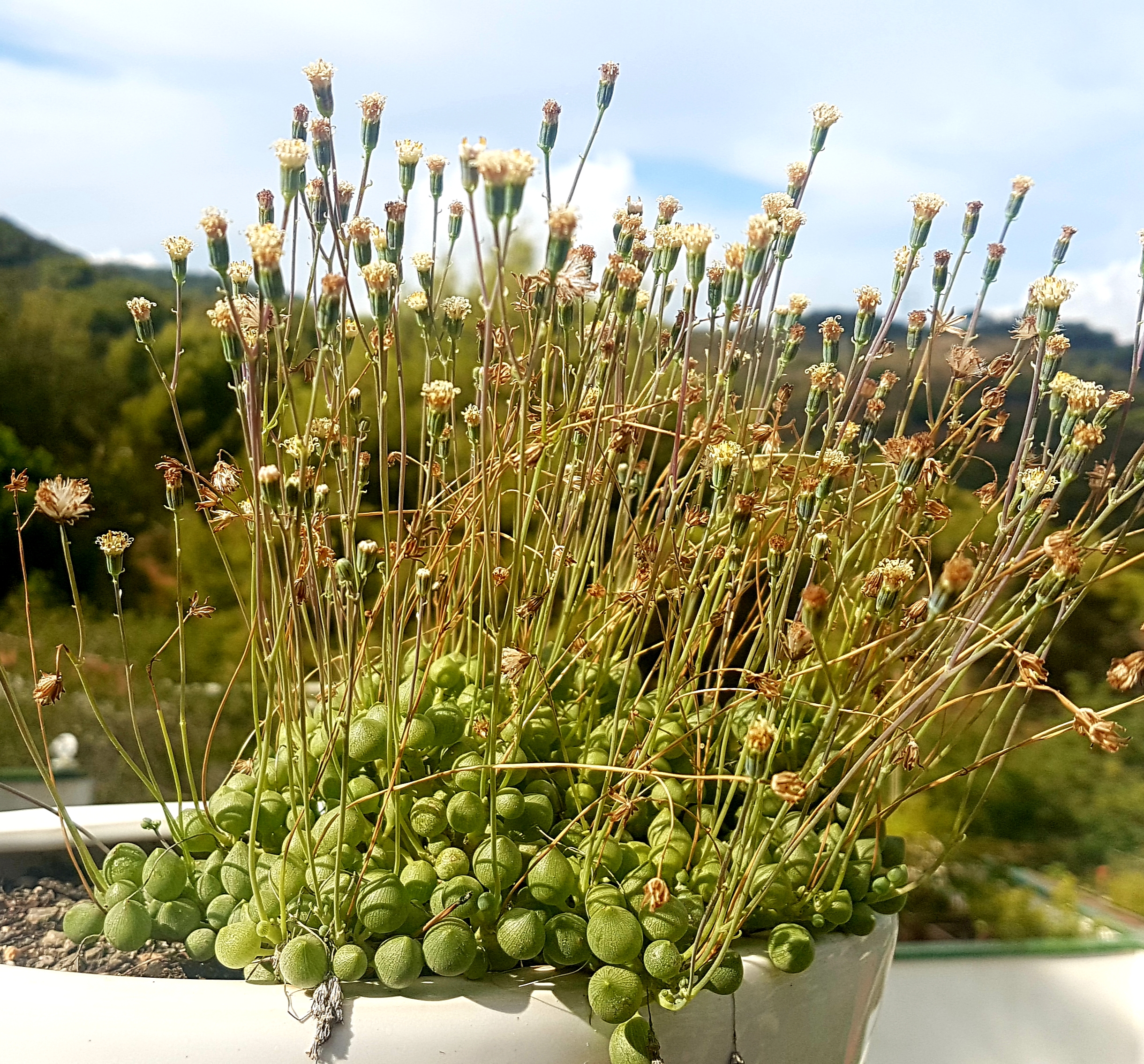 String of Pearls trailing succulent with bead-like leaves