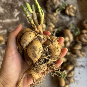 Stephania erecta caudex plant with emerging vine growth