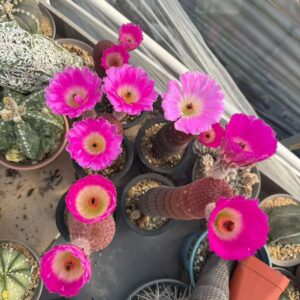 Rainbow Hedgehog Cactus / Red Sun Cactus