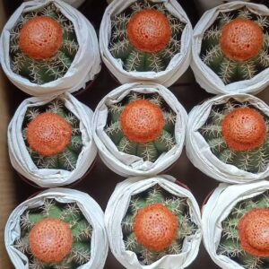 Turk's Cap Cactus